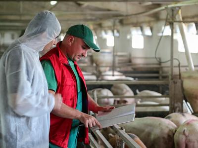 two men reading clipboard with pigs in pen behind them