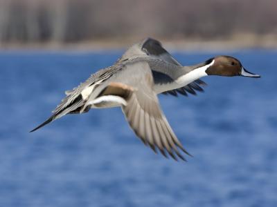 Wild pintail duck