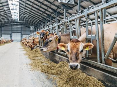 Jersey cows