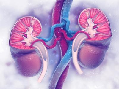 Kidney illustration