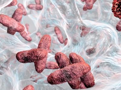 Klebsiella biofilm