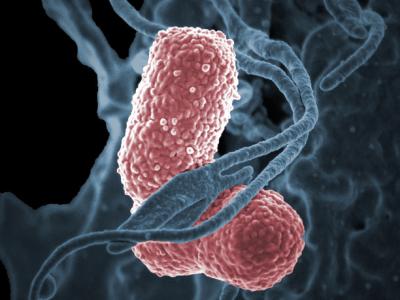 Klebsiella pneumoniae
