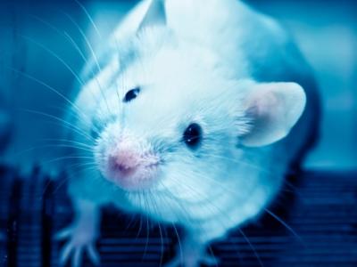 Lab mouse