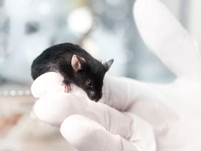 Lab mouse