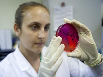 Lab worker with Salmonella on petri dish