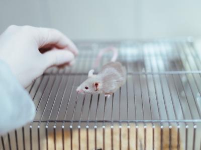 lab mouse