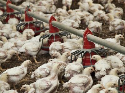 Chicken flock