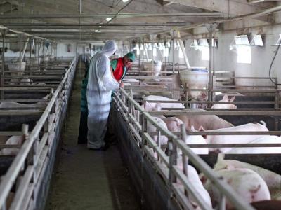 Large pig farm