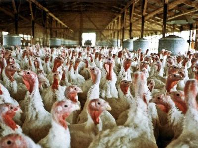 Turkey farm