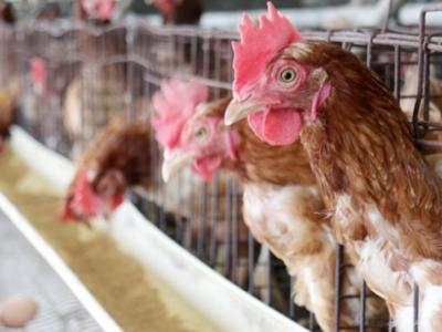 Laying hens
