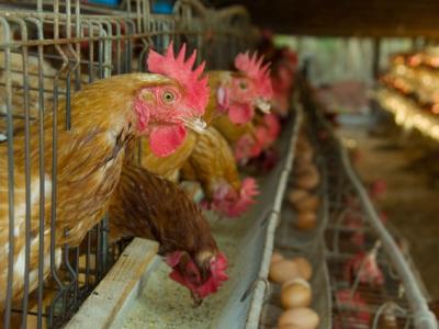 Laying hens