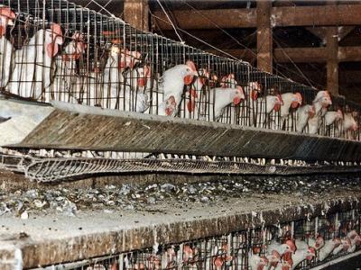 Laying hens