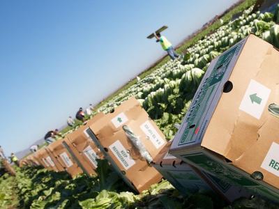 Lettuce field workers