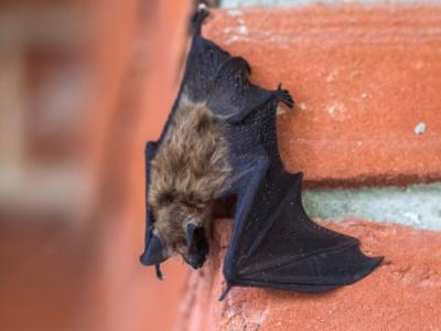 Little brown bat
