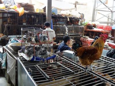 Poultry market