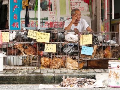 Live-poultry market