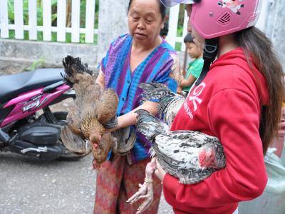 Buying live poultry