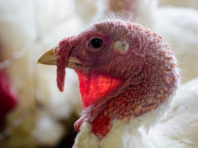 Lone turkey