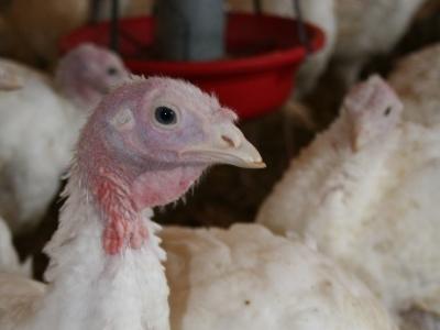 Barn turkey