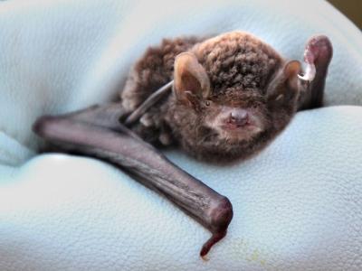 Long-fingered bat