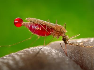 Malaria mosquito