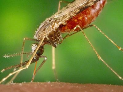 Malaria mosquito