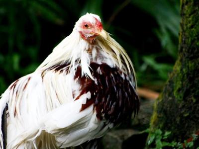 Malaysian chicken