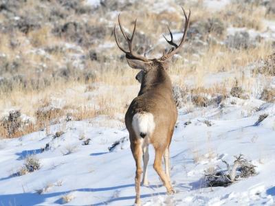 Male mule deer