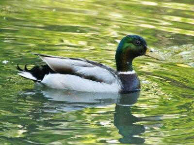 Mallard duck
