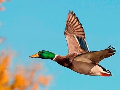 Mallard duck in flight