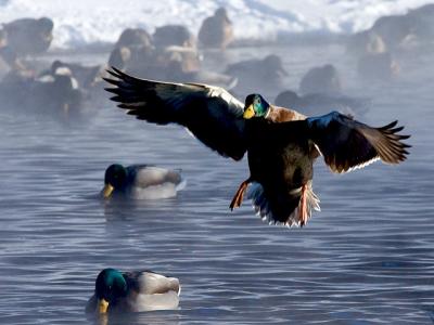 mallard landing
