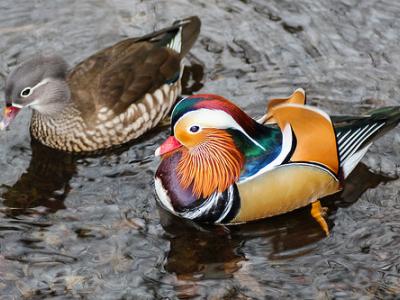 Mandarin ducks