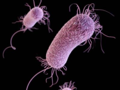 Pseudomonas aeruginosa