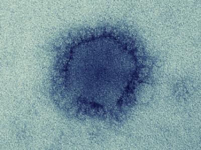 MERS-CoV