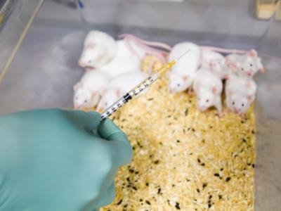 Mice vaccine
