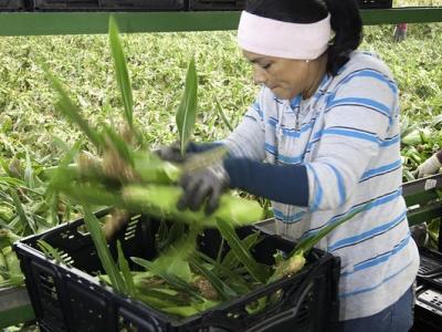 Migrant farm worker