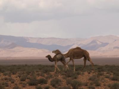 Camels