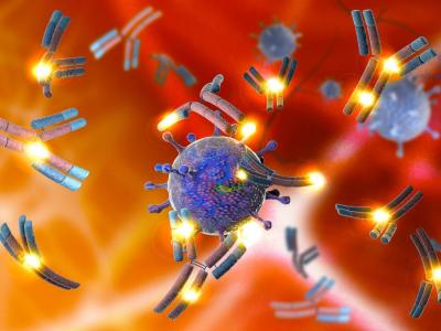 Monoclonal antibodies attacking viruses