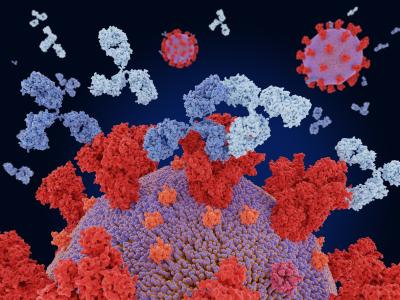 Monoclonal antibodies and SARS-CoV-2 viruses