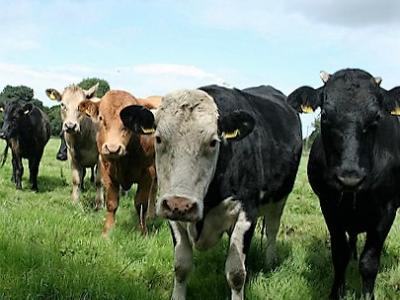 Cattle herd