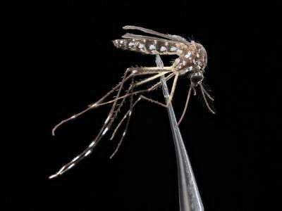 Mosquito
