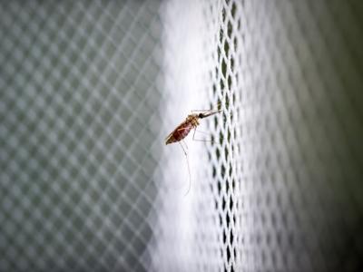 Mosquito on bed net