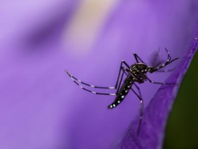Mosquito on purple flower