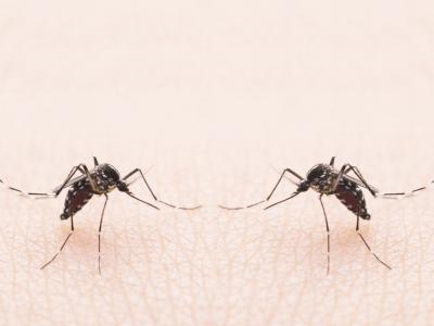 mosquito duo