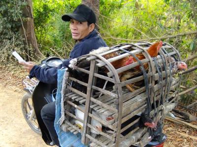 Motorbike poultry