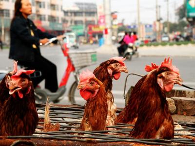 Chickens heading  to market