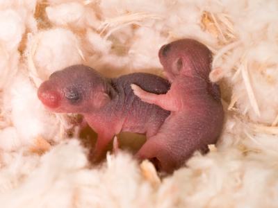 Baby mice