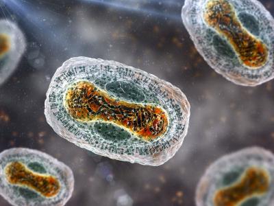 Monkeypox viruses under the microscope