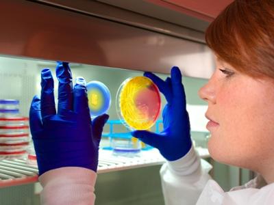 MRSA plates