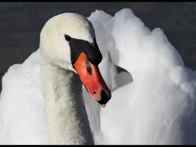 Mute swan